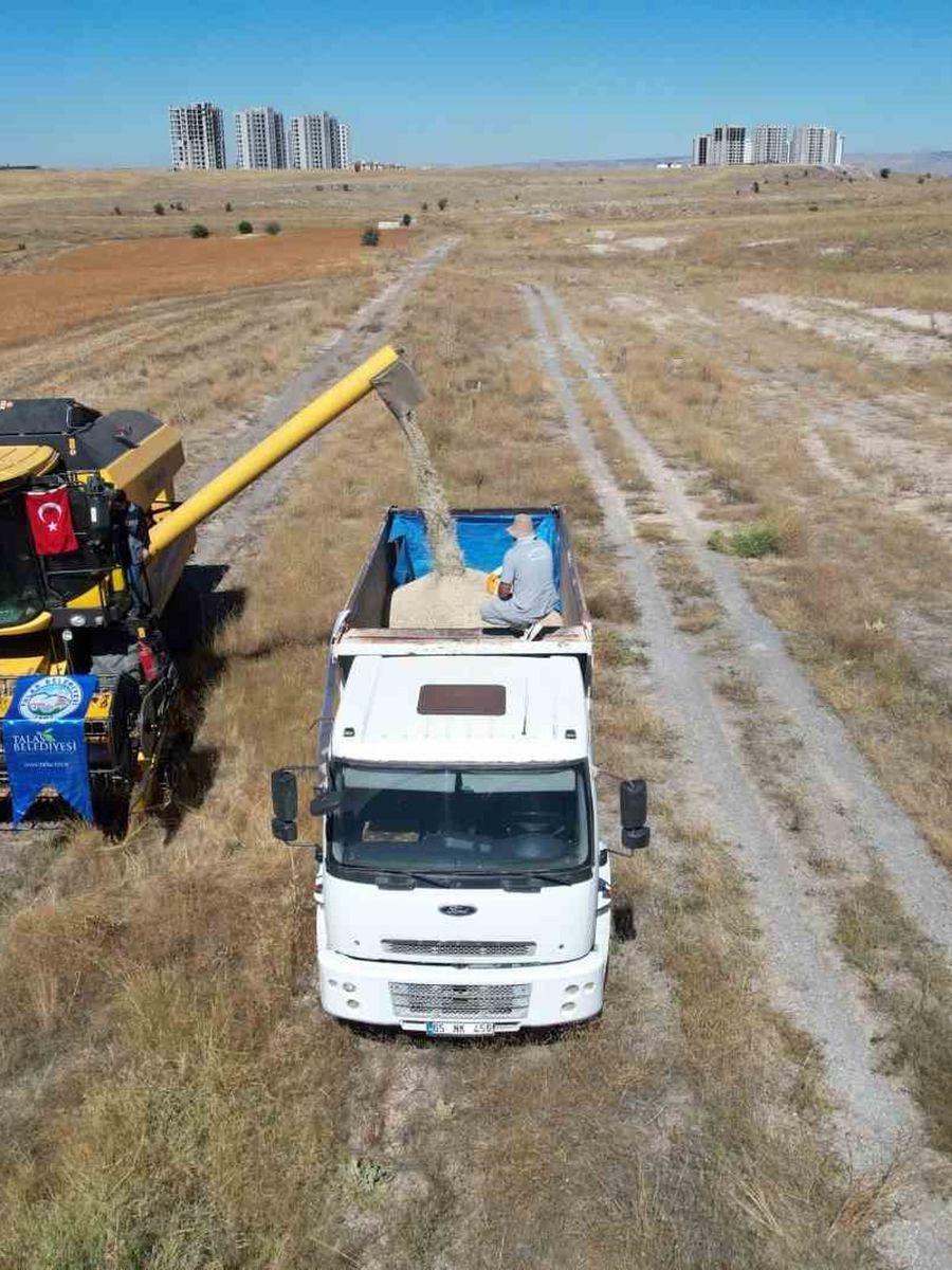 Talas’ta 300 dekarda aspir hasadı