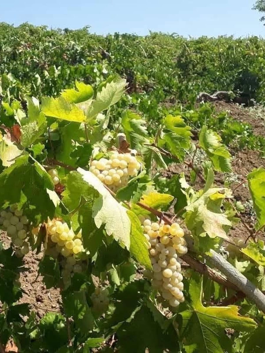 Çüngüş’te üzüm hasadı