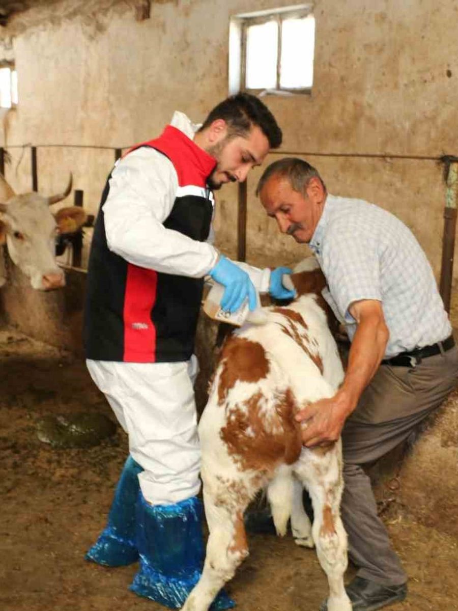 Erzincan’da hayvanları kenelere karşı korumak için ilaçlama başladı