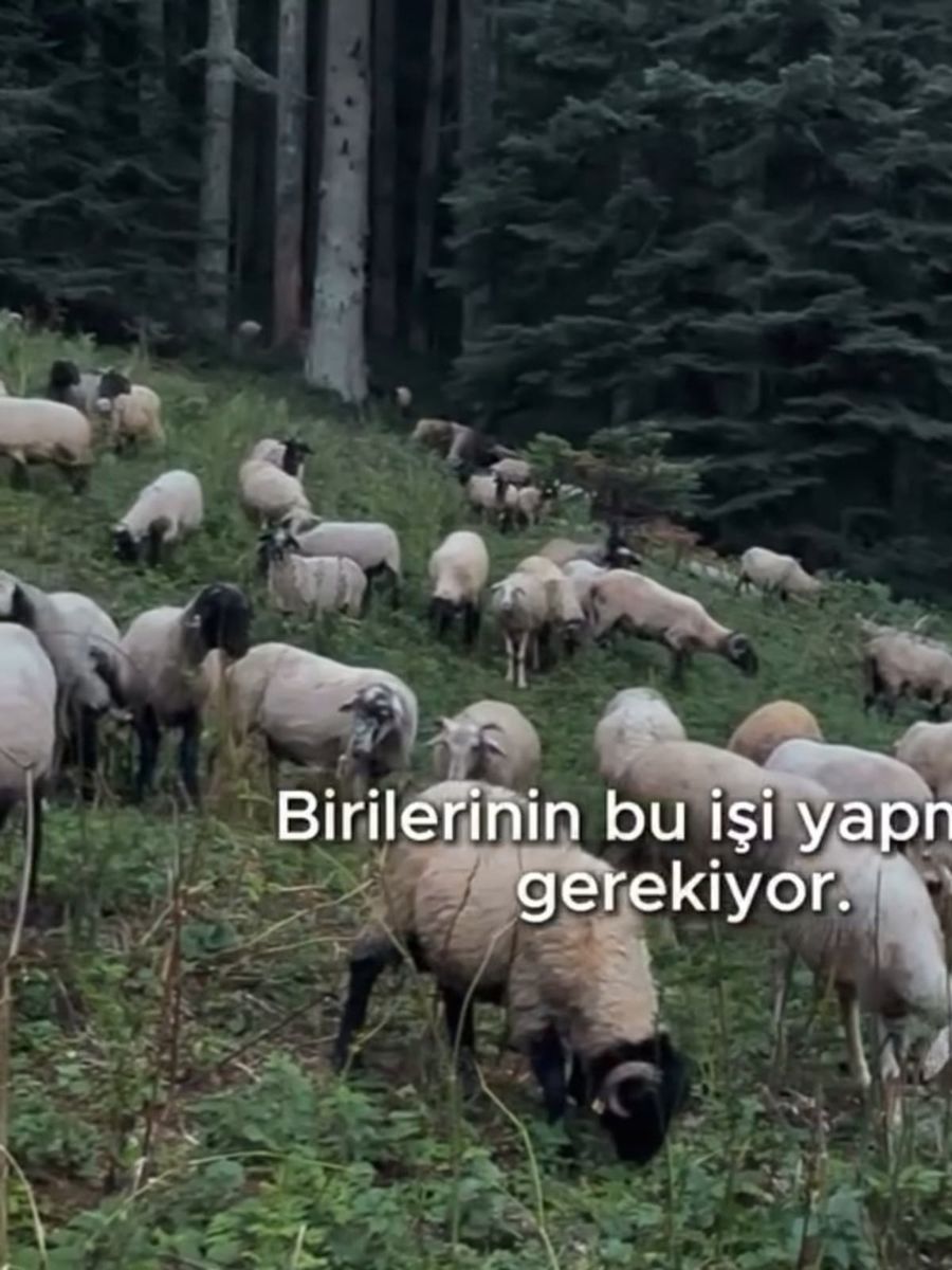 Belediye Başkanı Bozkurt’tan hayvan yetiştiriciliğine destek
