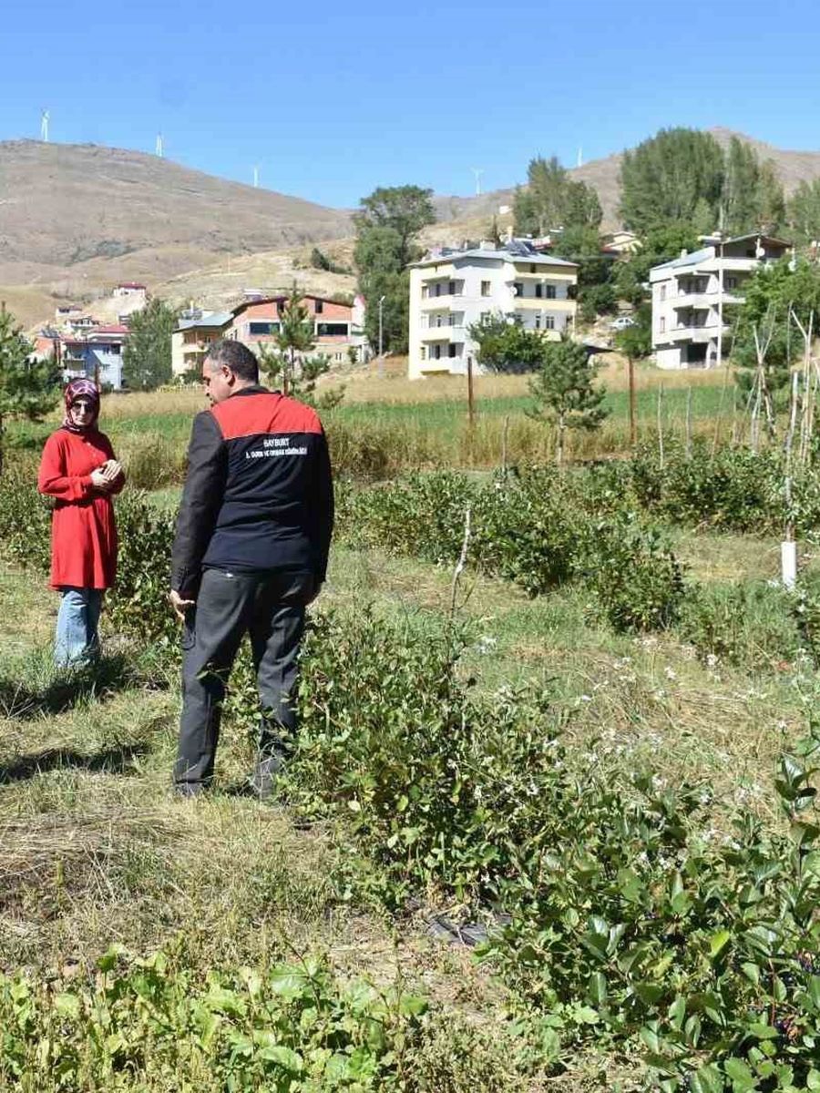 Bayburt’ta aronya üretimi yapan çiftçiye ziyaret