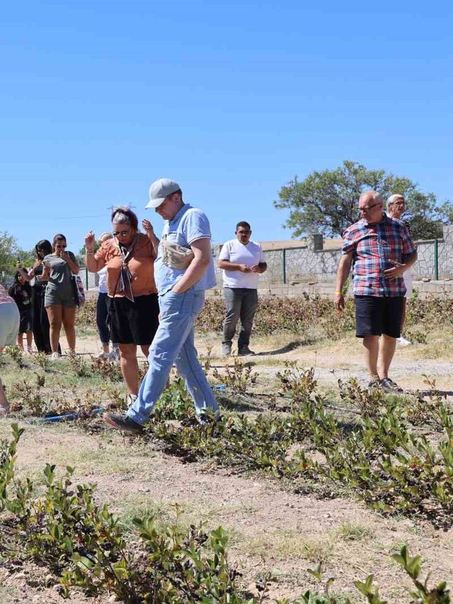 Kapadokya’da turistler ‘aronya’ hasadı yaptı