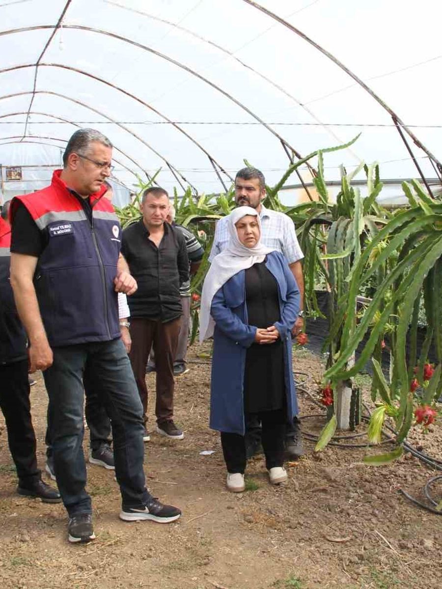 Samsun’da fındığa alternatif ürün: Ejder meyvesi