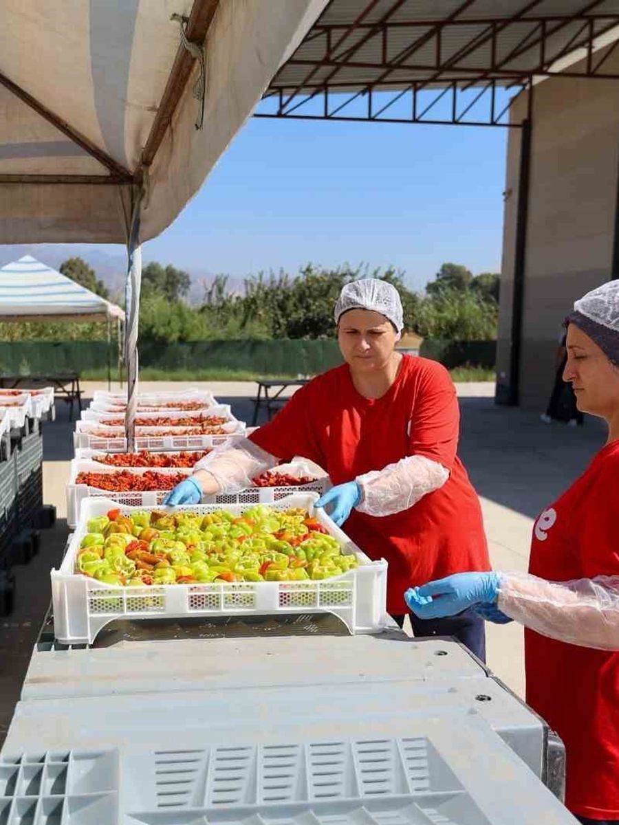 Efeler’de kadın emeğiyle kışlık hazırlığı başladı