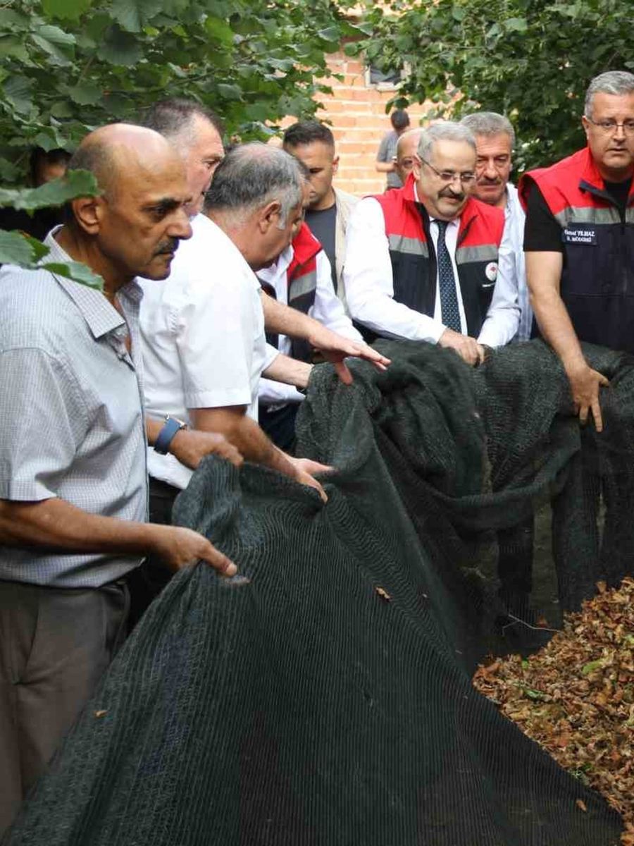 Fındıkta fileli hasat dönemi: Maliyeti yüzde 70 düşürüyor ve kaliteyi artırıyor