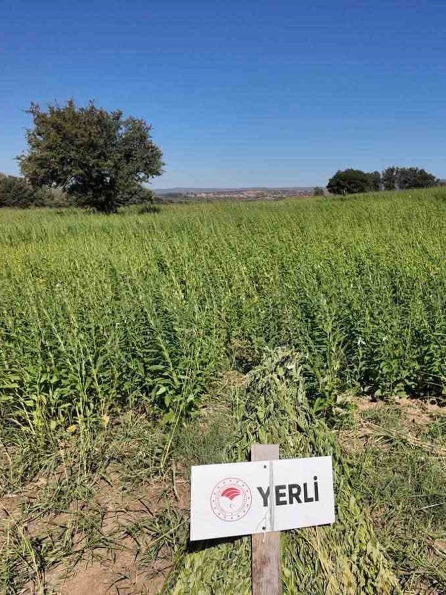 Çanakkale’de 7 yerli ve milli susam çeşidi hasat edildi