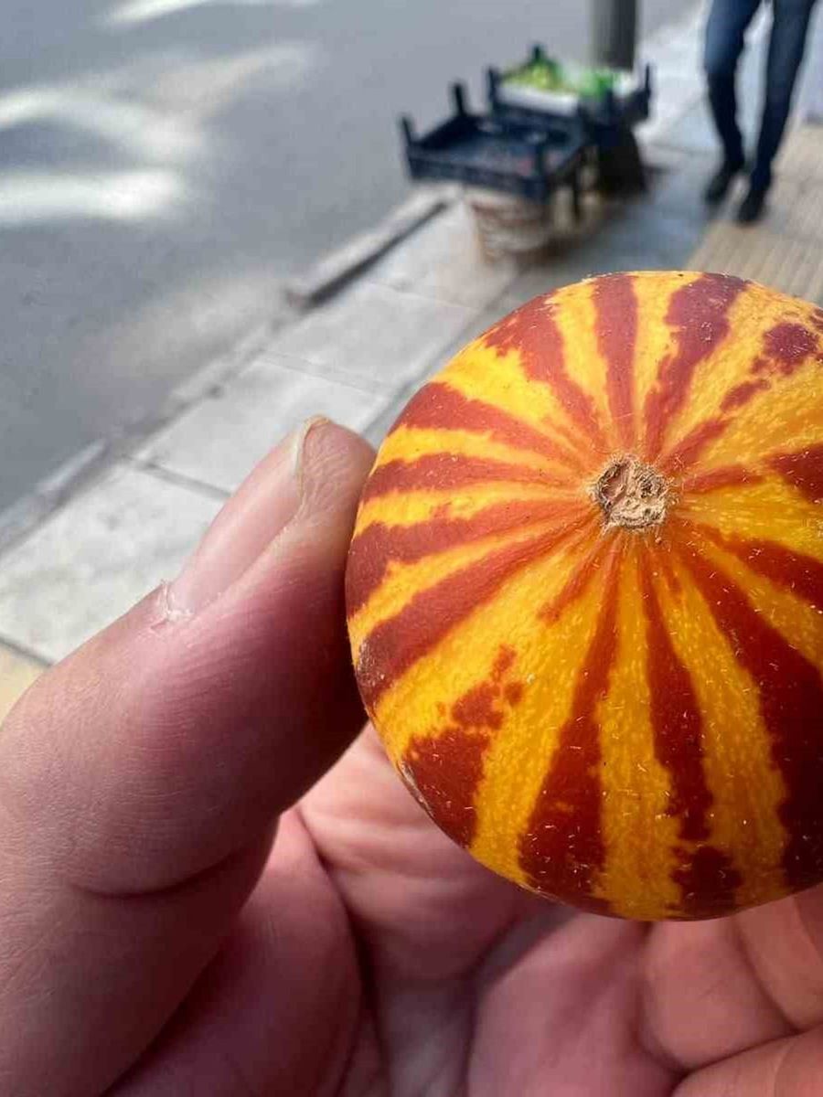 Elazığ’da kokulu süs kavunu tezgahlarda