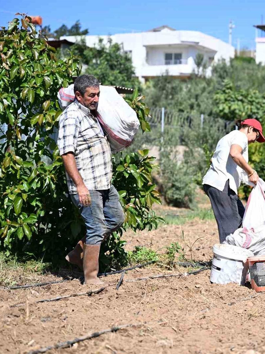 Mersin’de üreticilere 10 bin enginar yumrusu desteği