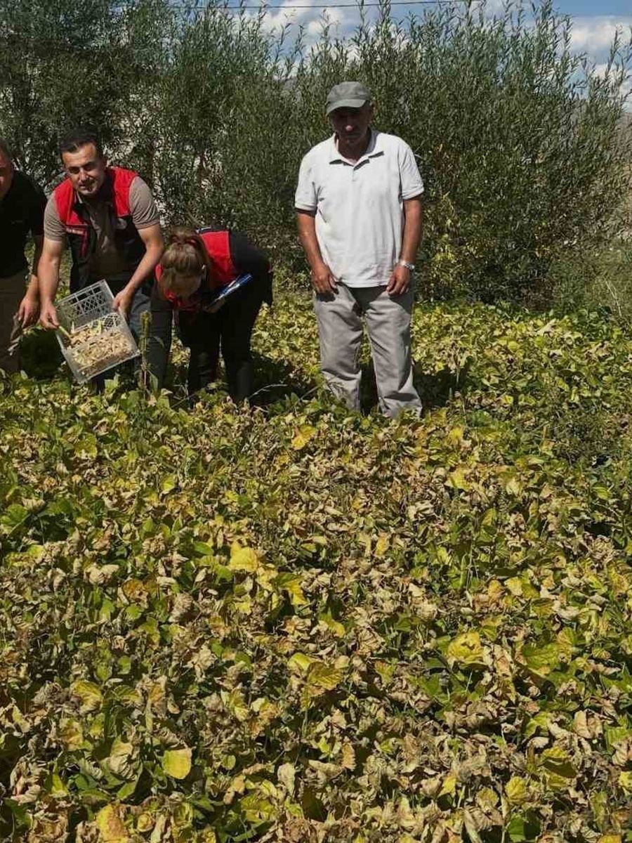 Aydıntepe şeker fasulyesi tarlada denetlendi