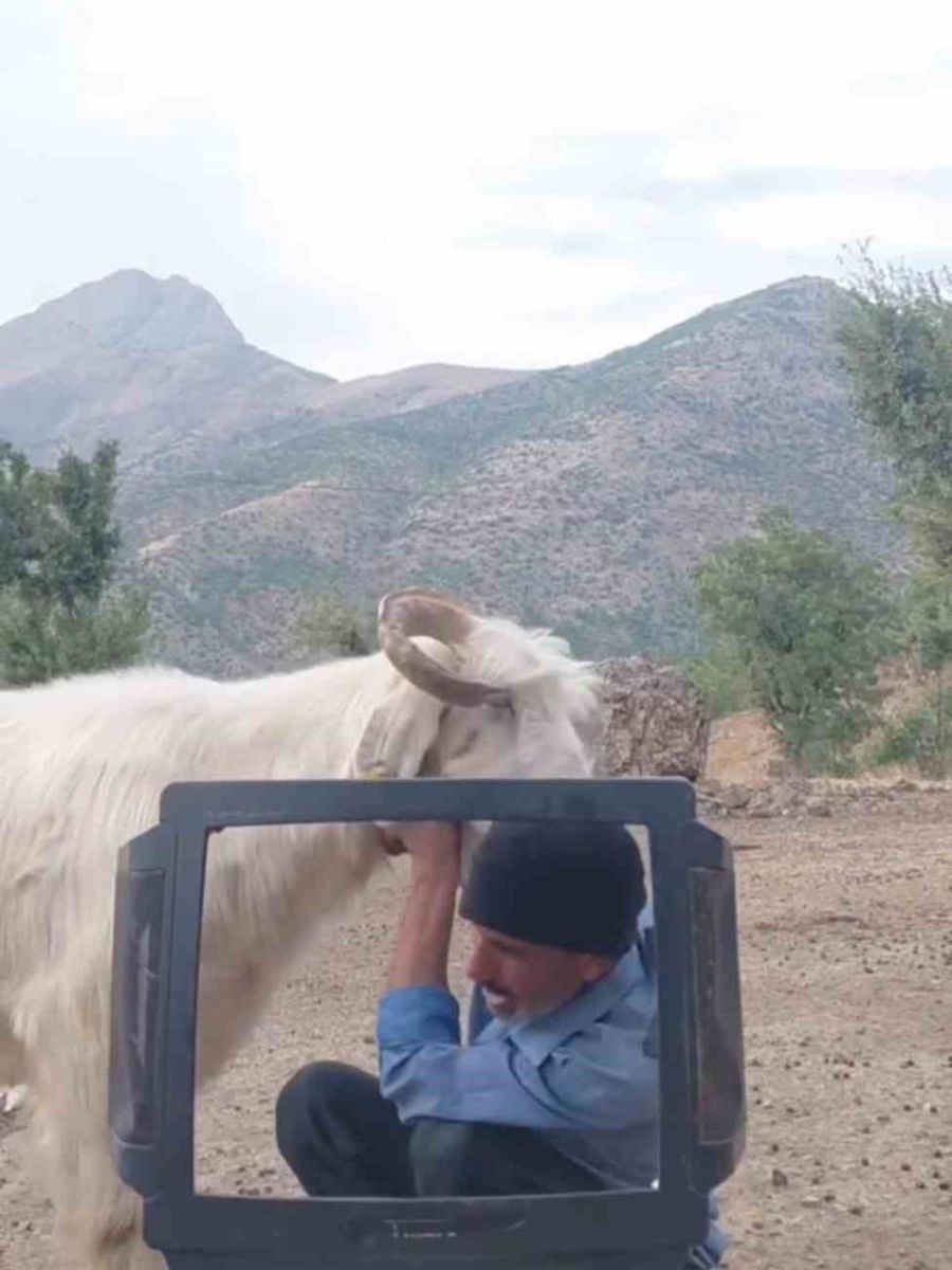 Fenomen çobanın keçiyle mücadelesi gülümsetti