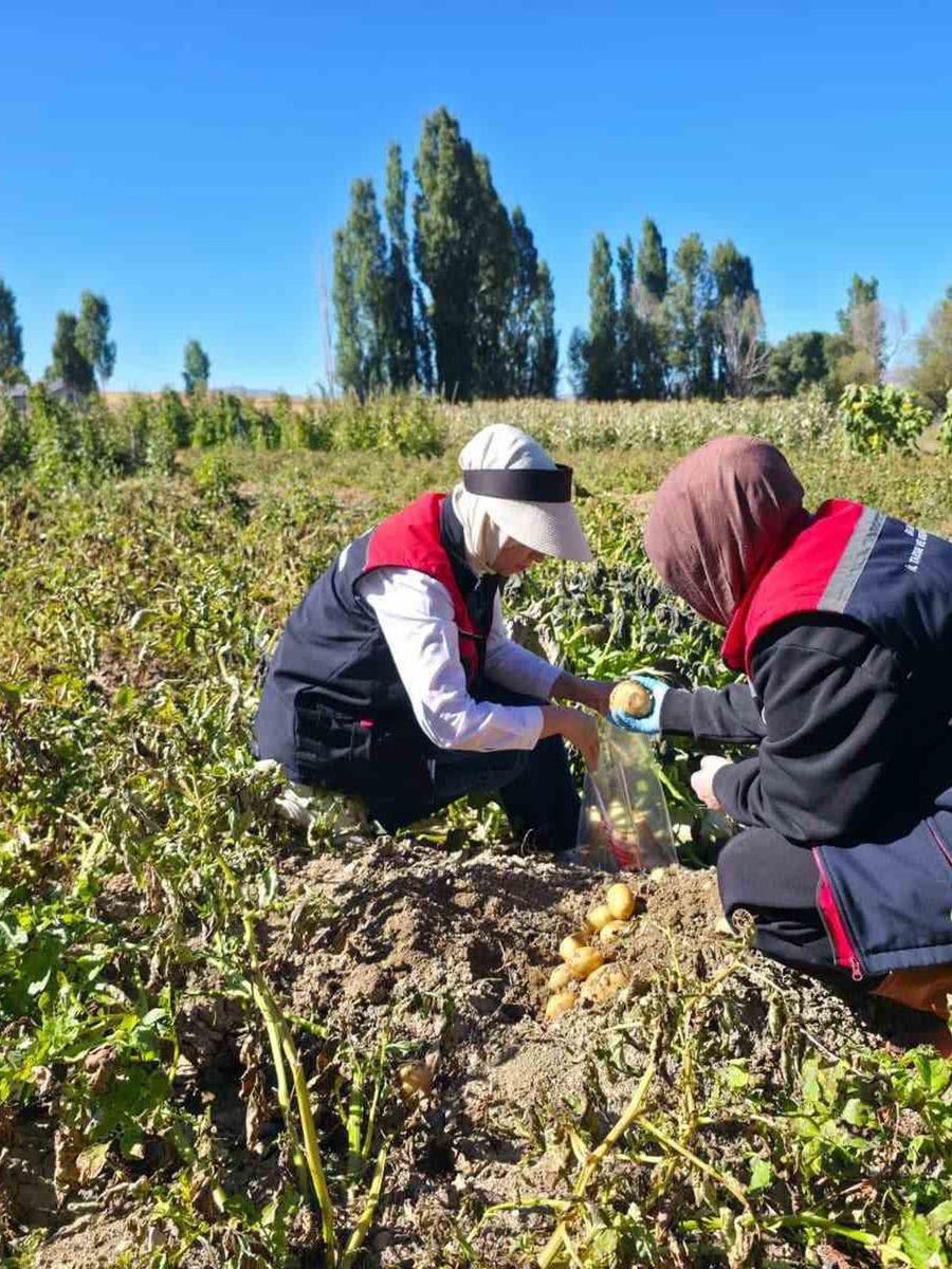 Patates tarlalarında pestisit denetimi yapıldı