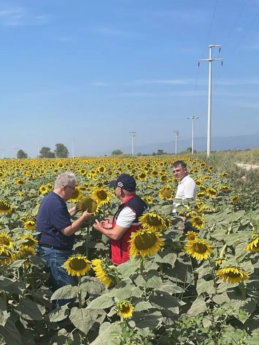 Kuyucak’ta ayçiçeği tarlaları denetlendi