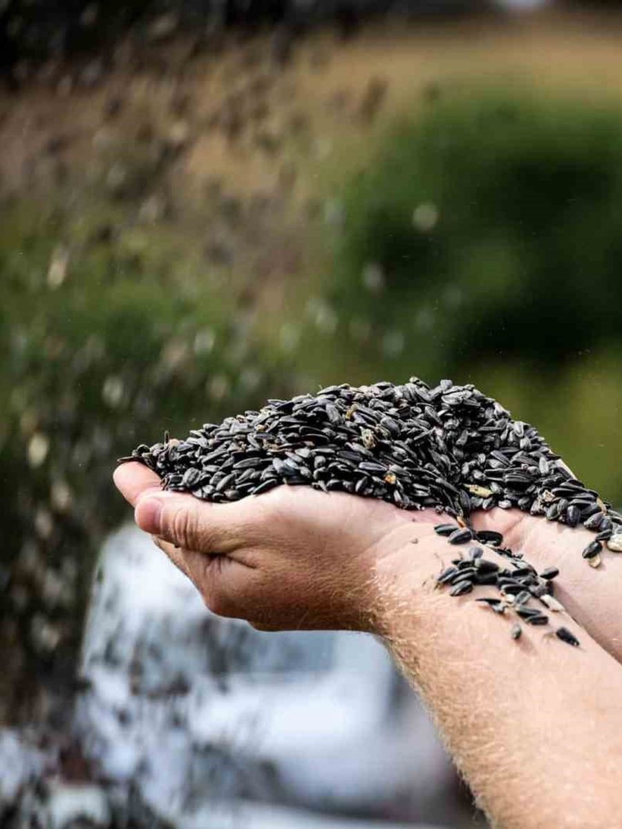 Çayırlı’da "doğanın sarı gelini" ayçiçeğinde hasat başladı